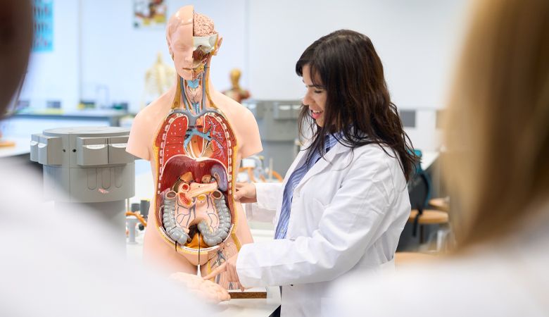 Conheça as principais posições anatômicas para se preparar para o curso de Medicina